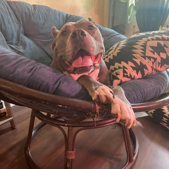 Just wanted to show y’all a dog burrito - Picture 2 of 3